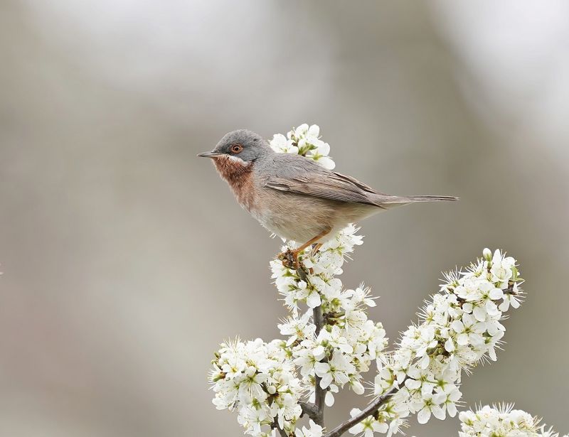 Balkanbaardgrasmus / Eastern Subalpine Warbler