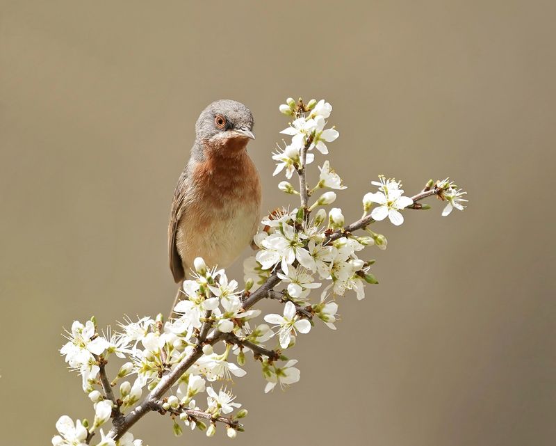 Balkanbaardgrasmus / Eastern Subalpine Warbler