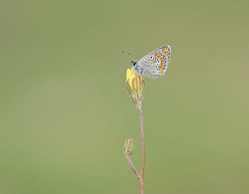 Bruin Blauwtje / Brown Argus