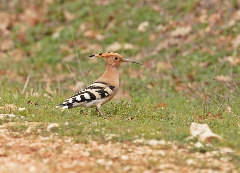 Hop / Eurasian Hoopoe