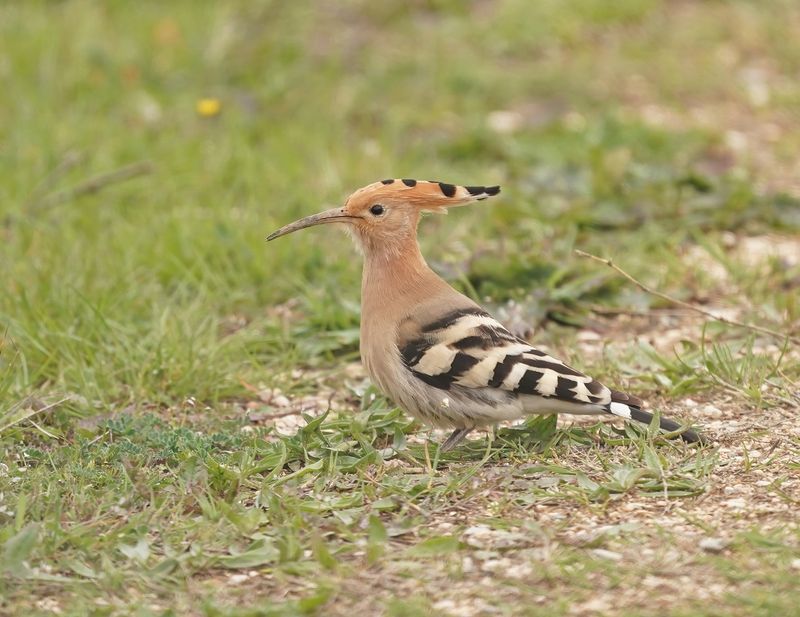 Hop / Eurasian Hoopoe