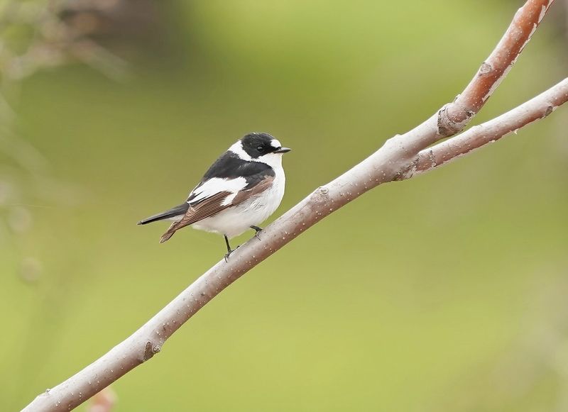 Withalsvliegenvanger / Collared Flycatcher