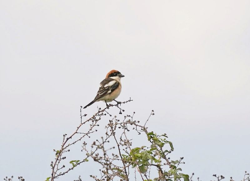 Roodkopklauwier / Woodchat Shrike