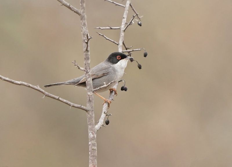 Kleine Zwartkop / Sardinian Warbler