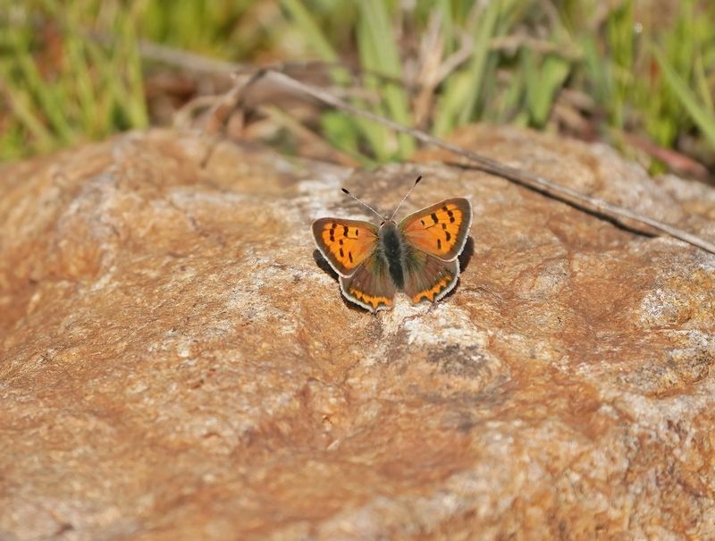 Kleine Vuurvlinder / Small Copper