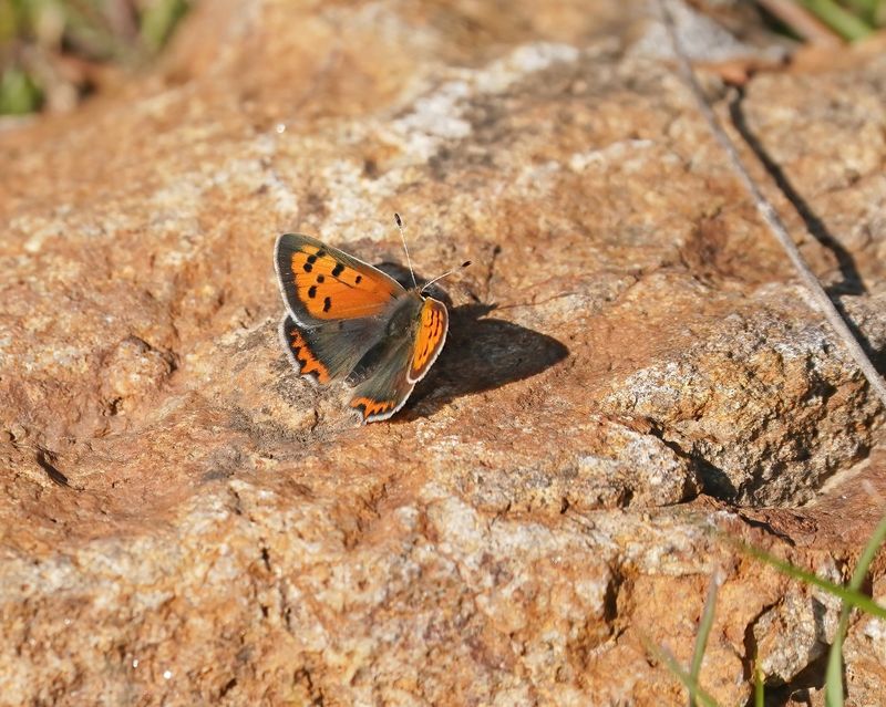 Kleine Vuurvlinder / Small Copper