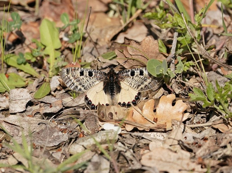 Pijpbloemapollo / False Apollo