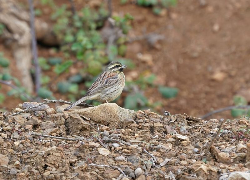 Cirlgors / Cirl Bunting