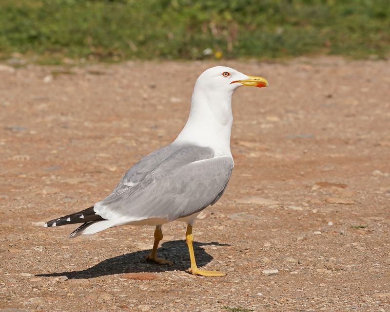 Geelpootmeeuw / Yellow-legged Gull