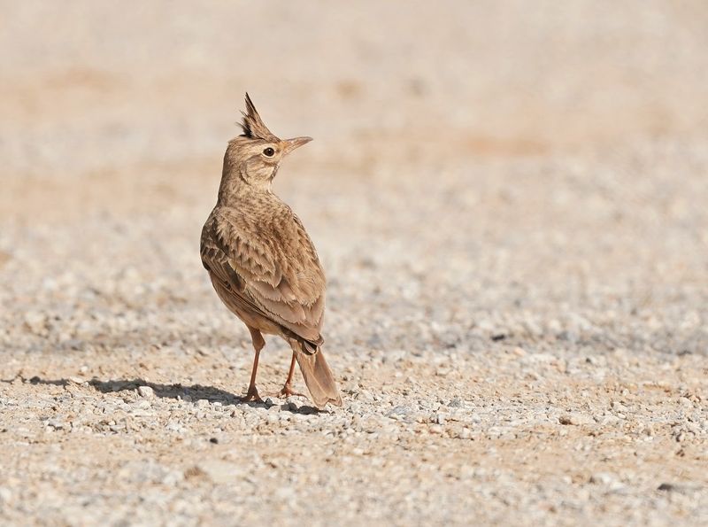 Kuifleeuwerik / Crested Lark