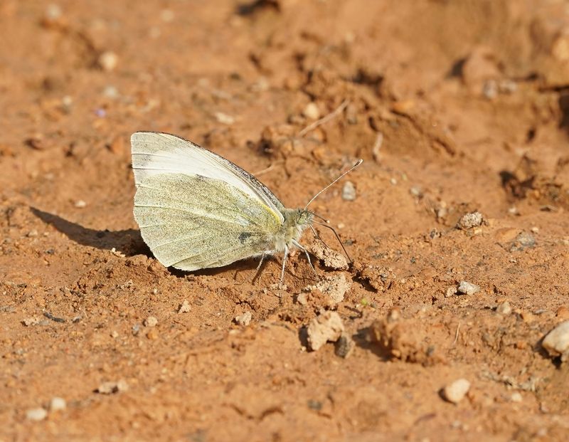 Groot Koolwitje / Large White