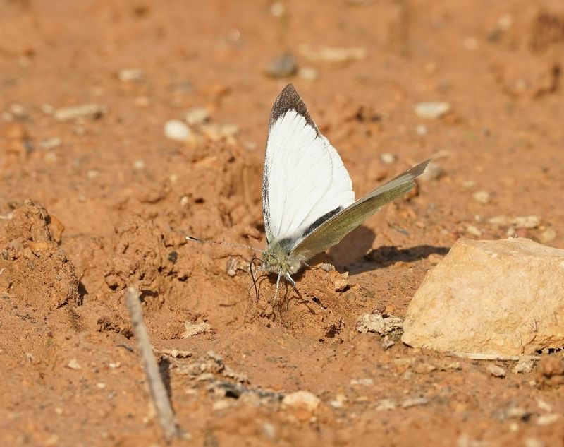 Groot Koolwitje / Large White