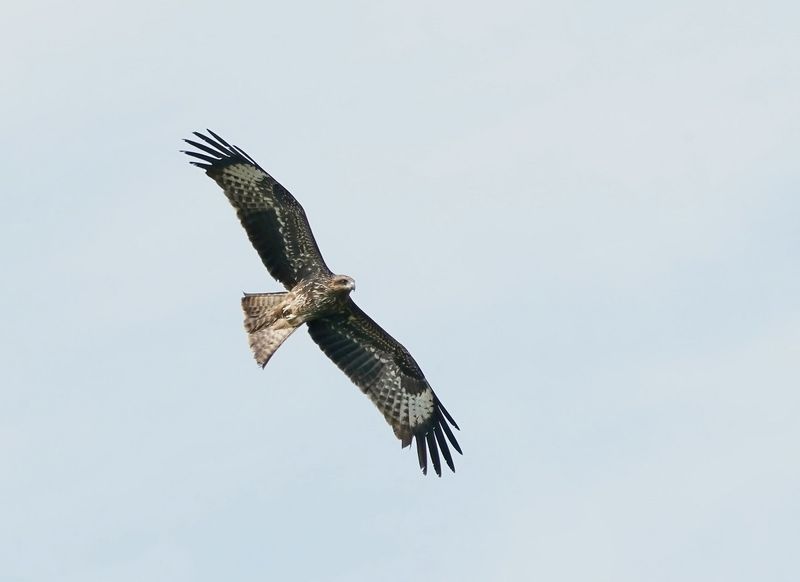Zwarte Wouw / Black Kite