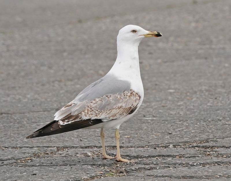 Geelpootmeeuw / Yellow-legged Gull