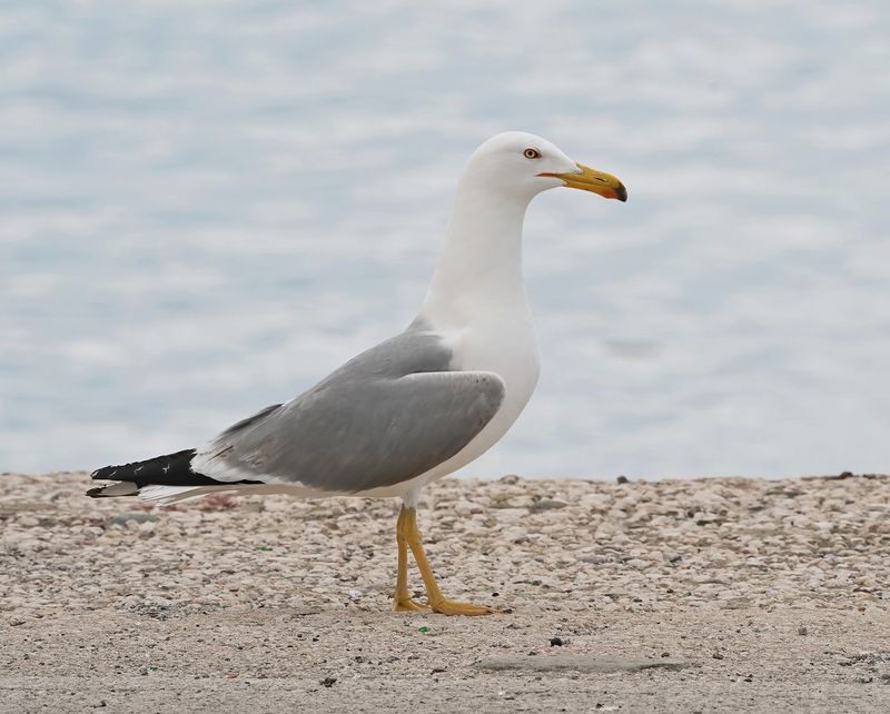 Geelpootmeeuw / Yellow-legged Gull