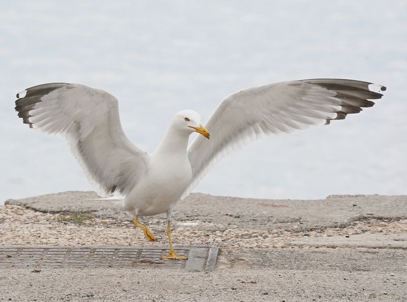 Geelpootmeeuw / Yellow-legged Gull