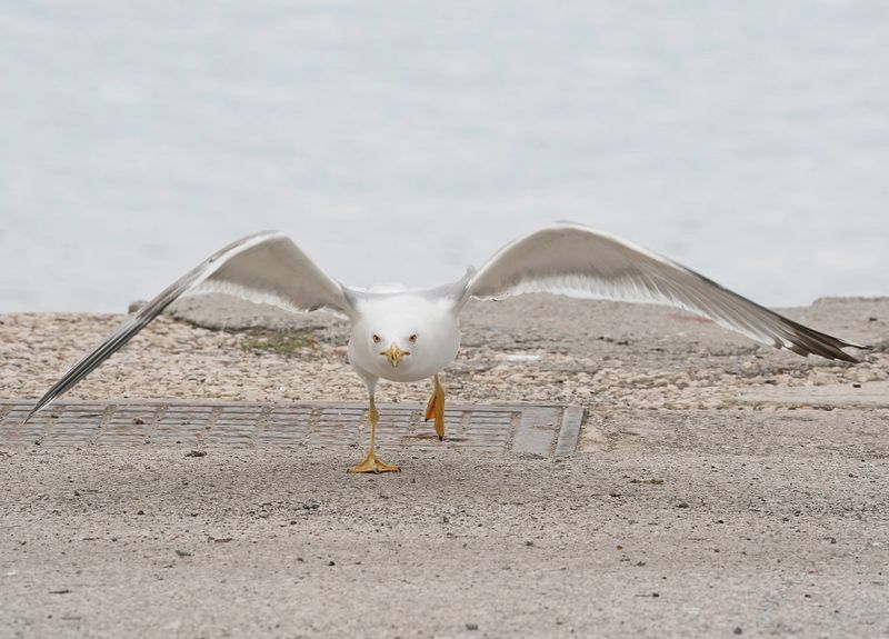 Geelpootmeeuw / Yellow-legged Gull