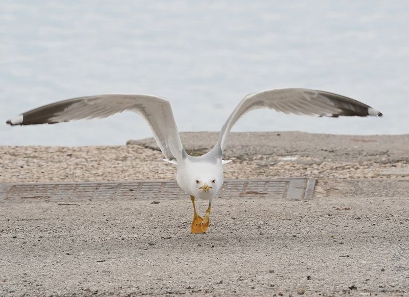 Geelpootmeeuw / Yellow-legged Gull