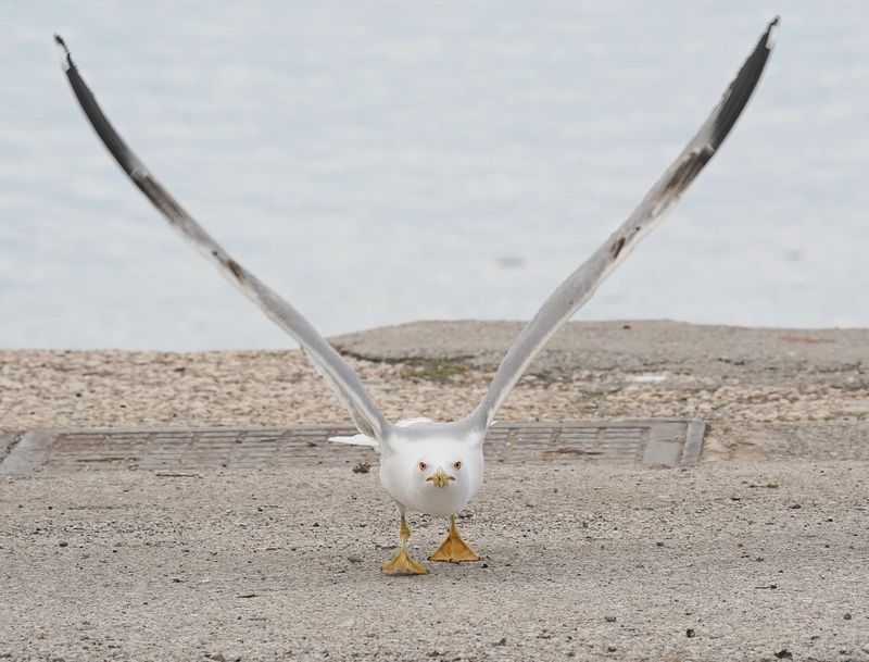 Geelpootmeeuw / Yellow-legged Gull