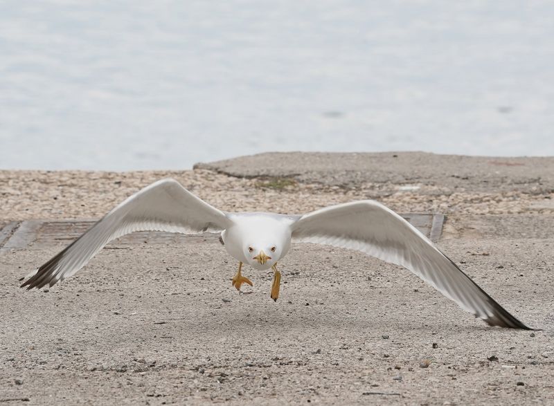 Geelpootmeeuw / Yellow-legged Gull