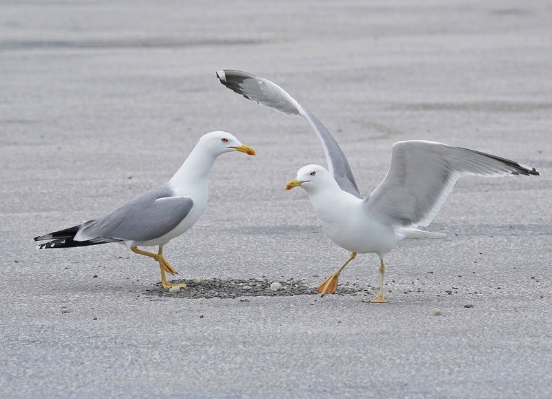 Geelpootmeeuw / Yellow-legged Gull