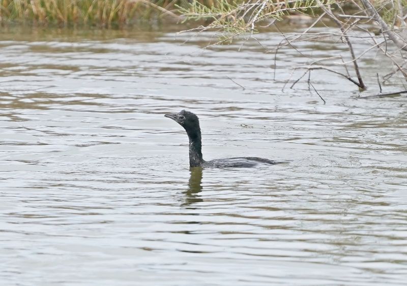 Dwergaalscholver / Pygmy Cormorant