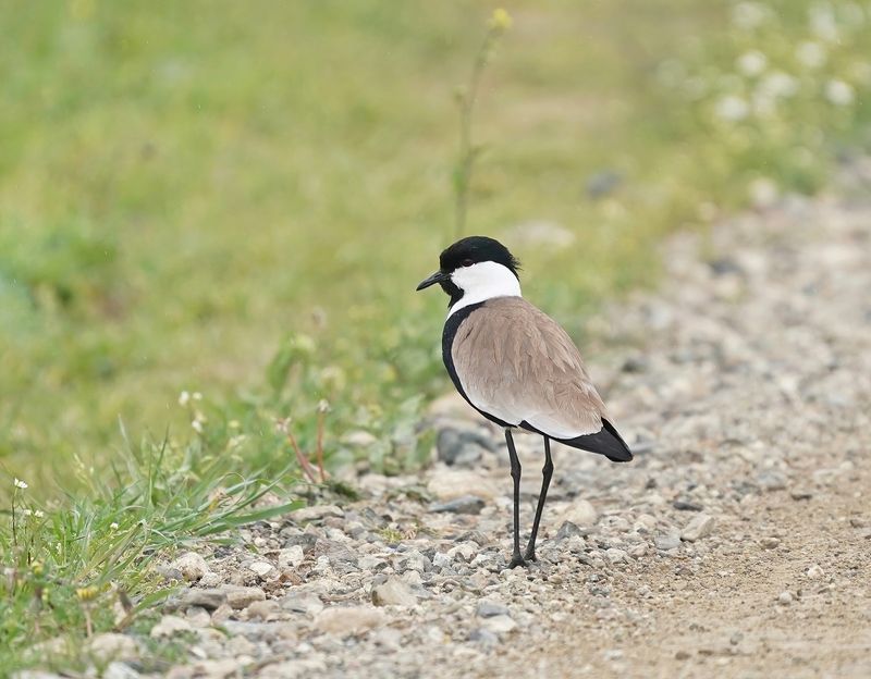 Sporenkievit / Spur-winged Lapwing