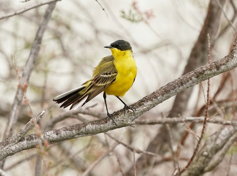 Balkankwikstaart / Black-headed Wagtail