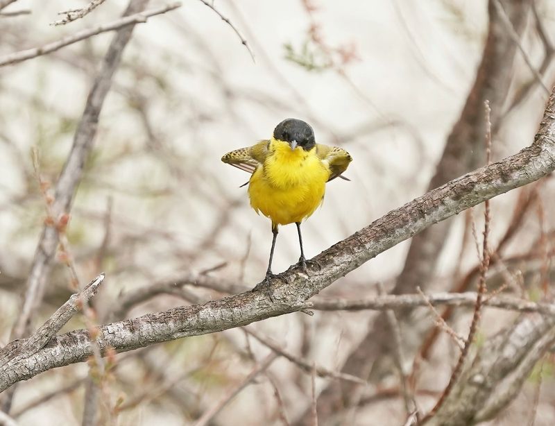 Balkankwikstaart / Black-headed Wagtail
