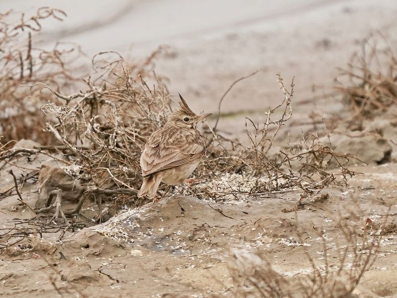 Kuifleeuwerik / Crested Lark