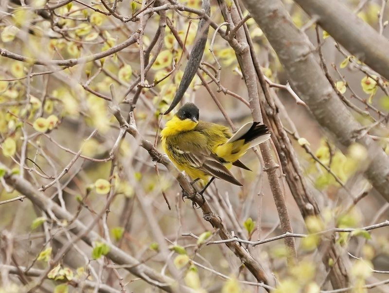 Balkankwikstaart / Black-headed Wagtail