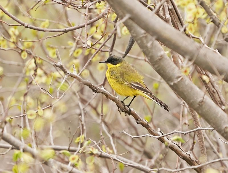 Balkankwikstaart / Black-headed Wagtail