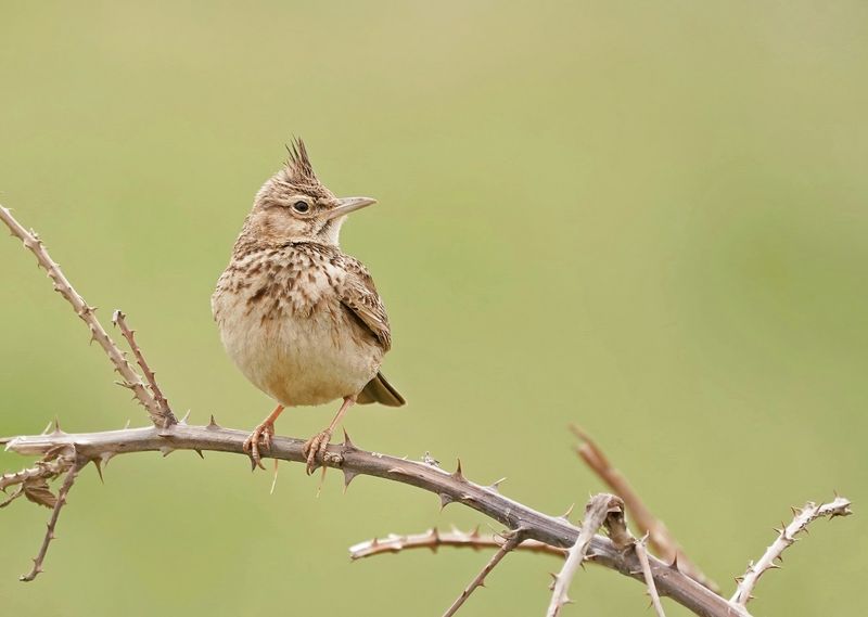 Kuifleeuwerik / Crested Lark