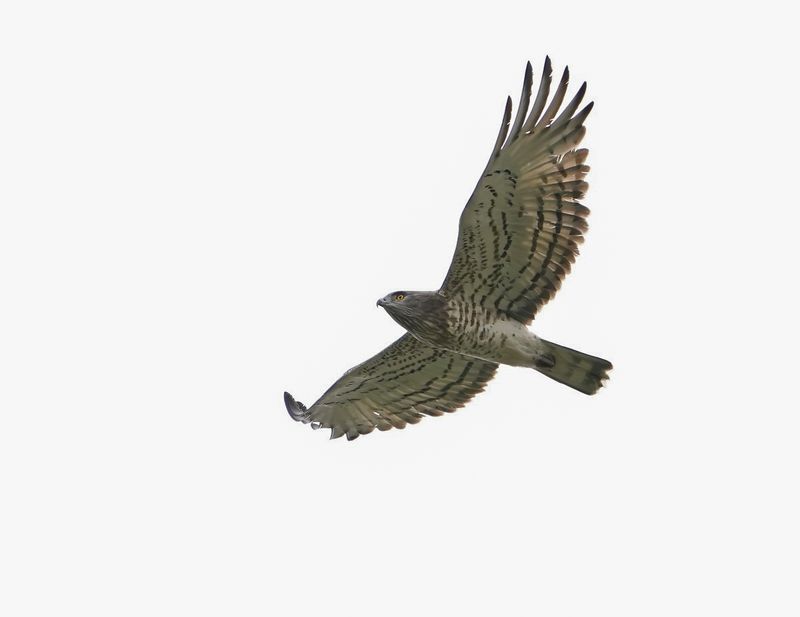 Slangenarend / Short-toed Snake Eagle