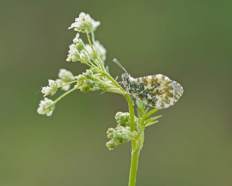 Oranjetipje / Orange-tip