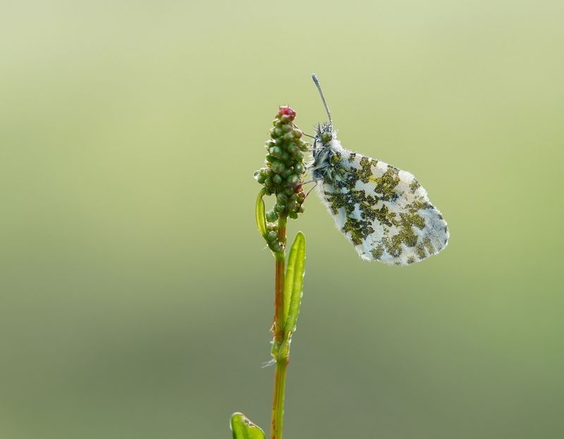 Oranjetipje / Orange-tip