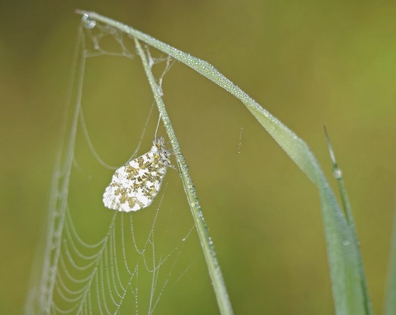 Oranjetipje / Orange-tip
