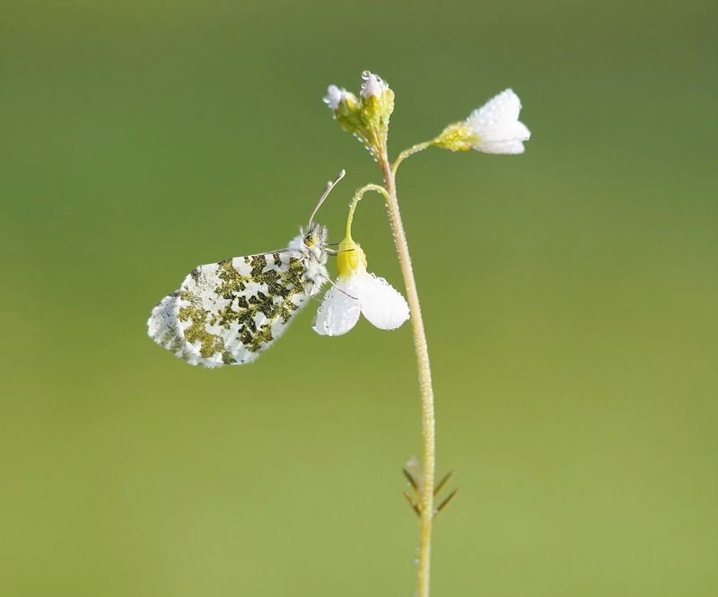 Oranjetipje / Orange-tip