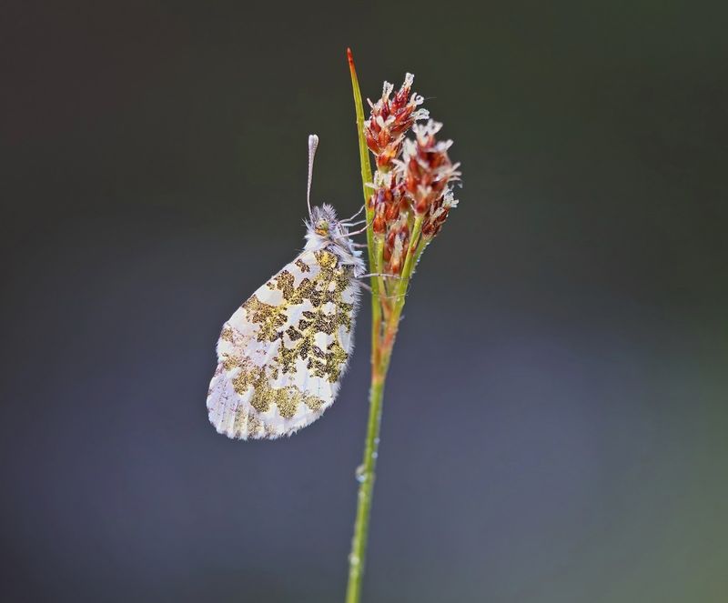 Oranjetipje / Orange-tip