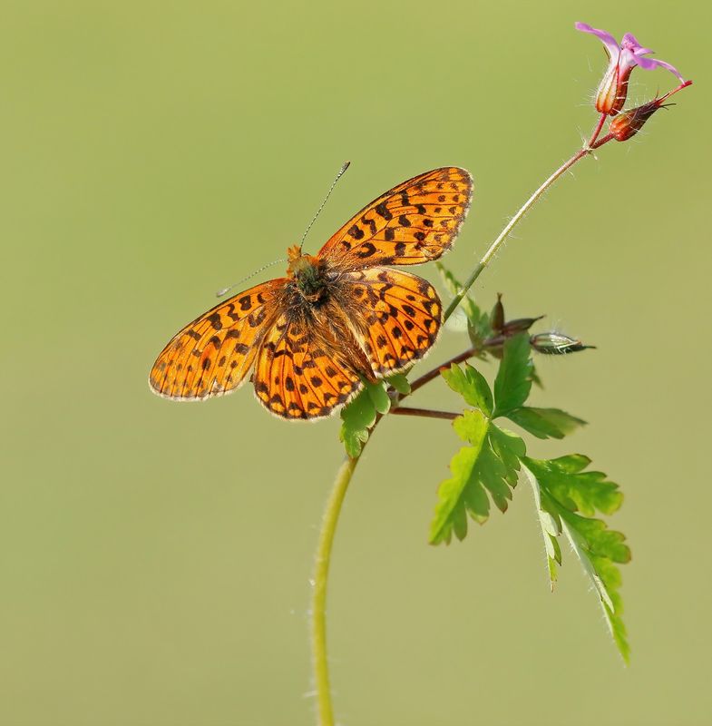 Zilvervlek / Pearl-bordered Fritillary