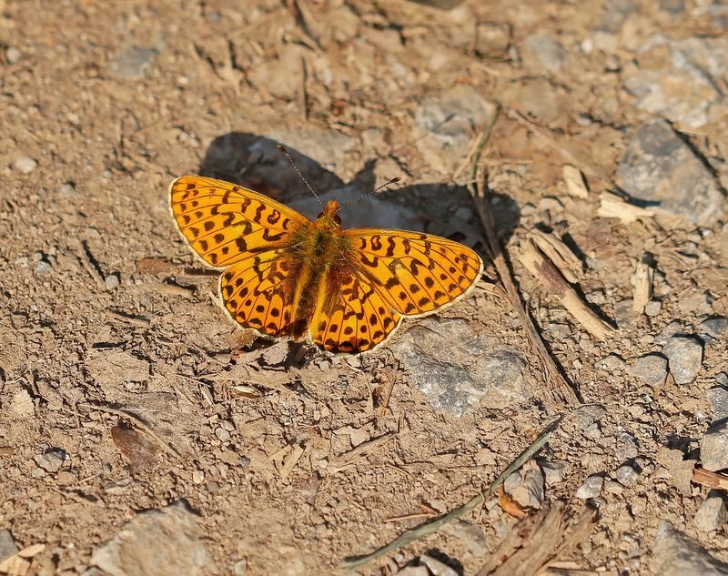 Zilvervlek / Pearl-bordered Fritillary