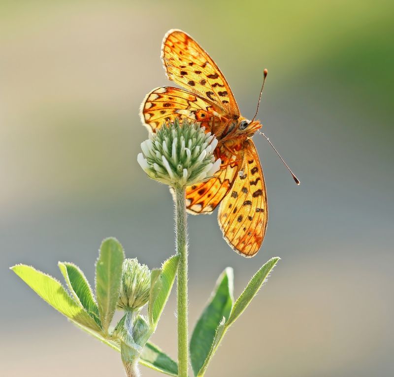 Zilvervlek / Pearl-bordered Fritillary