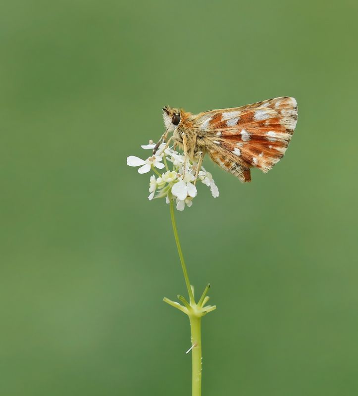 Kalkgraslanddikkopje / Red Underwing Skipper