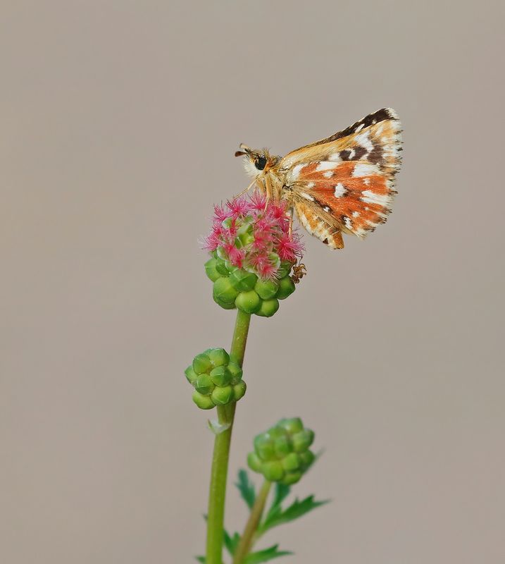 Kalkgraslanddikkopje / Red Underwing Skipper