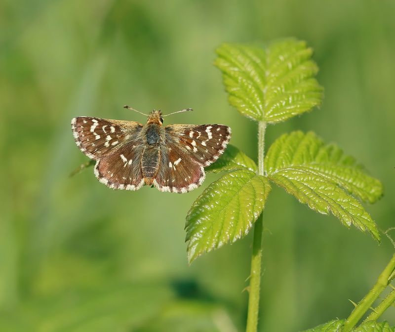 Kalkgraslanddikkopje / Red Underwing Skipper