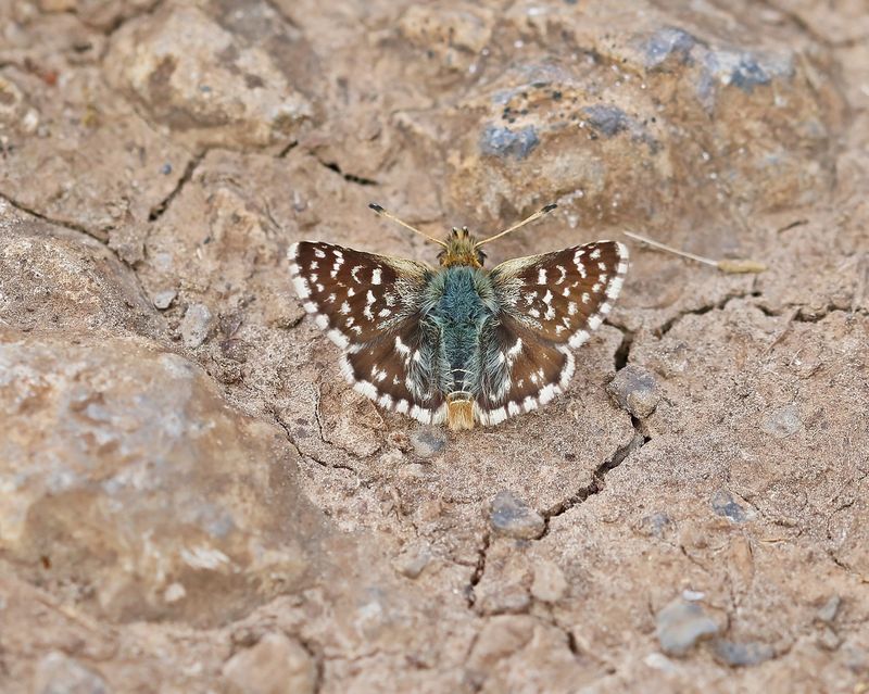 Kalkgraslanddikkopje / Red Underwing Skipper