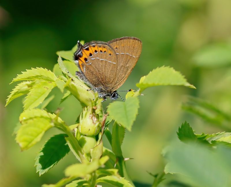 Pruimenpage / Black Hairstreak