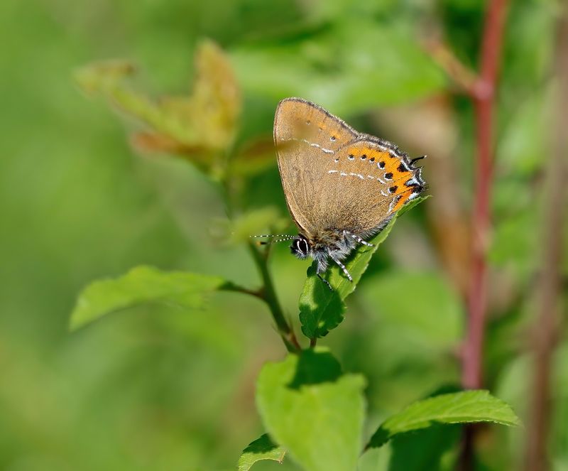 Pruimenpage / Black Hairstreak