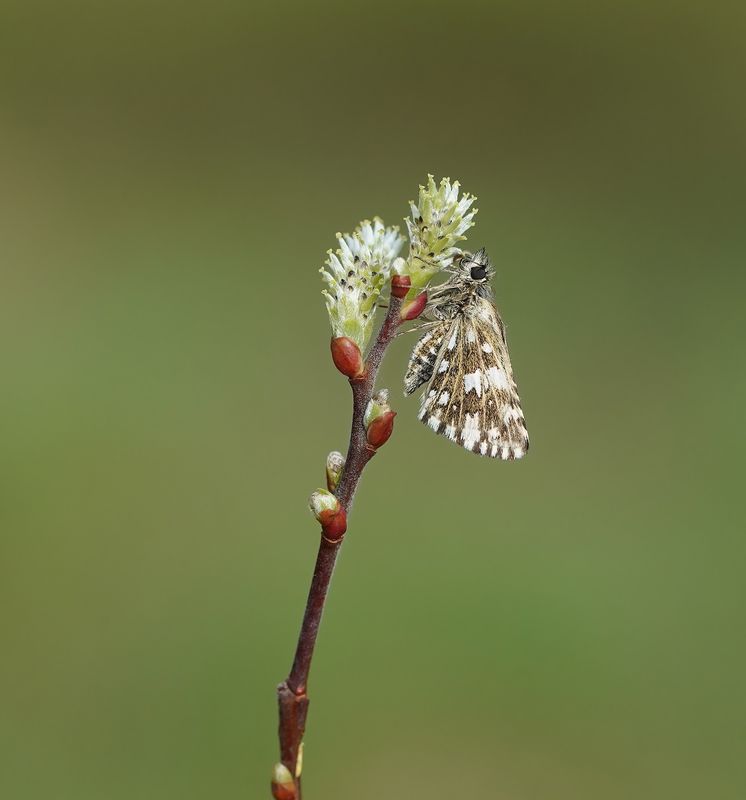 Aardbeivlinder / Grizzled Skipper