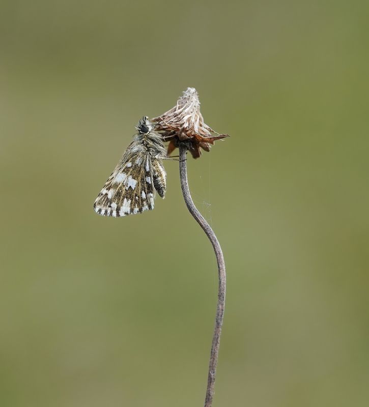 Aardbeivlinder / Grizzled Skipper